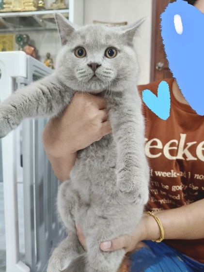 บริติชช็อตแฮร์