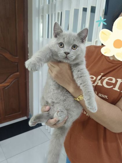 บริติชช็อตแฮร์ รูปที่ 5