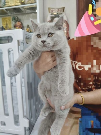 บริติชช็อตแฮร์ รูปที่ 2