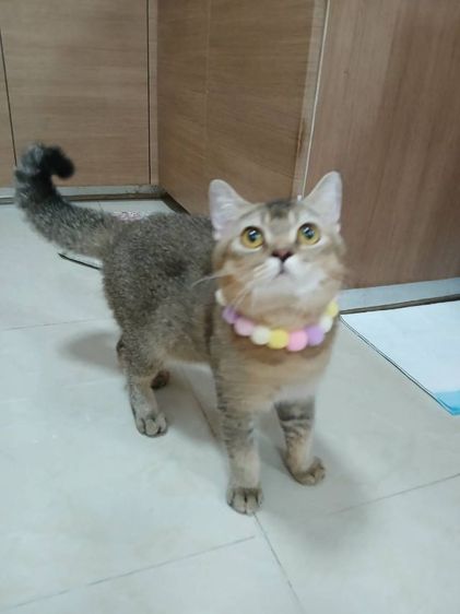 สก็อตติช โฟลด์ (Scottish Fold) สก็อตติชโฟลด์ เพศผู้