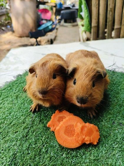 หนูแกสบี้ สายพันธุ์อเมริกา แคลิฟอร์เนีย ผู้ จมูกดำ จมูกน้ำตาล รูปที่ 4
