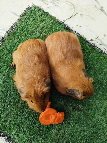 หนูแกสบี้ สายพันธุ์อเมริกา แคลิฟอร์เนีย ผู้ จมูกดำ จมูกน้ำตาล รูปที่ 5