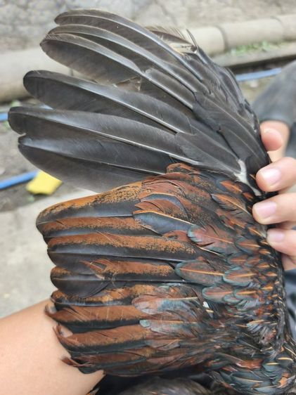 แบ่งไก่หนุ่มวัดดวง 6เดือน  นน.2.1  สอบถามมาได้ครับ รูปที่ 6