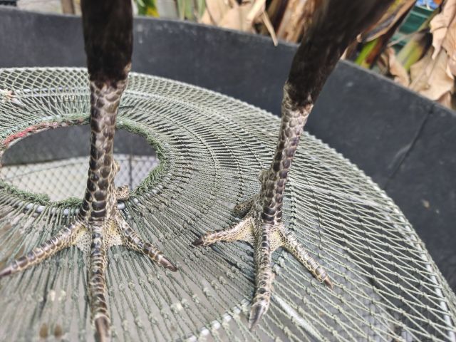 แบ่งไก่หนุ่มวัดดวง 6เดือน  นน.2.1  สอบถามมาได้ครับ รูปที่ 3