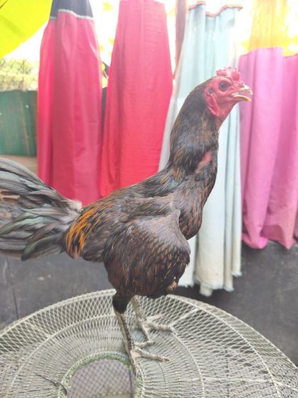 แบ่งไก่หนุ่มวัดดวง 6เดือน  นน.2.1  สอบถามมาได้ครับ รูปที่ 2