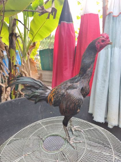 แบ่งไก่หนุ่มวัดดวง 6เดือน  นน.2.1  สอบถามมาได้ครับ