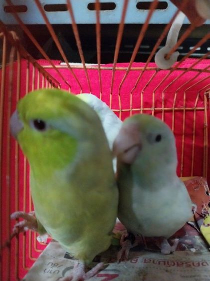 อื่นๆ ฟอพัสสีสวยๆ