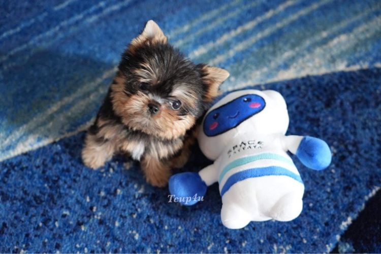 ยอร์คเชียร์ เทอร์เรีย (Yorkshire Terrier) เล็ก ลูกยอร์คเชียร์ หน้าตุ๊กตา ไซร์ ToY และ ไซร์ ทีคัพ 