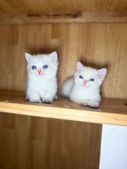 ดญ มันช์กิ้น ขาสั้น สีพ๊อย ตาฟ้า สายเลือดแชมป์พร้อมใบ รูปที่ 11