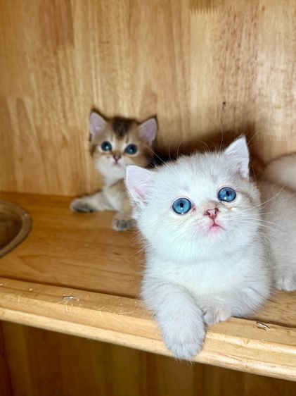 ดญ มันช์กิ้น ขาสั้น สีพ๊อย ตาฟ้า สายเลือดแชมป์พร้อมใบ รูปที่ 8