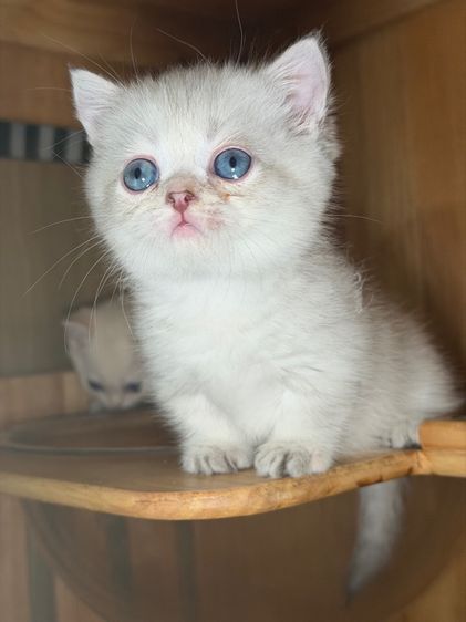 ดญ มันช์กิ้น ขาสั้น สีพ๊อย ตาฟ้า สายเลือดแชมป์พร้อมใบ รูปที่ 9