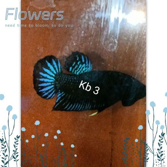 ปลากัด มาเลย์ สายหนัง 