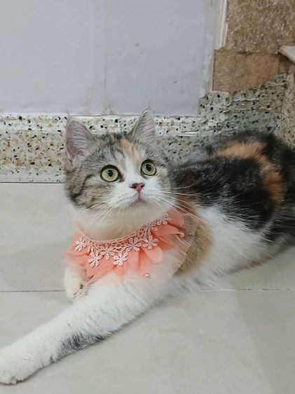 สก็อตติช โฟลด์ (Scottish Fold) น้องแมวสก๊อตติชโฟลด์ เพศเมีย 4เดือน