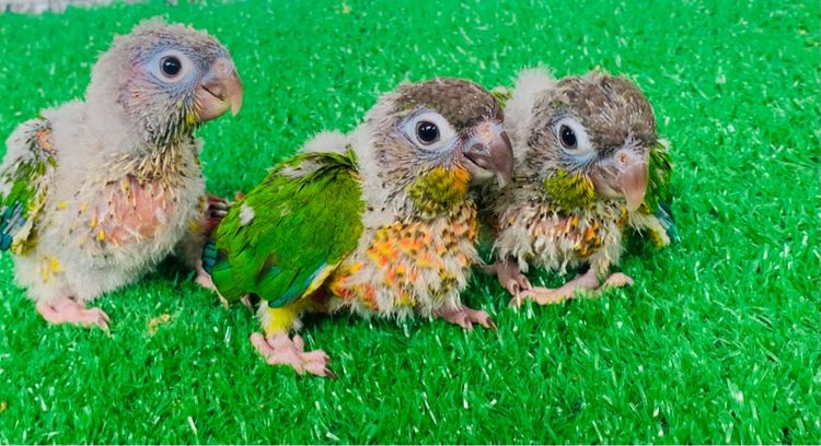 นกแก้ว กรีนชิค รูปที่ 3