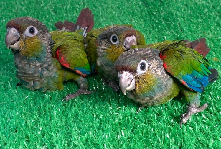 นกแก้ว กรีนชิค รูปที่ 5