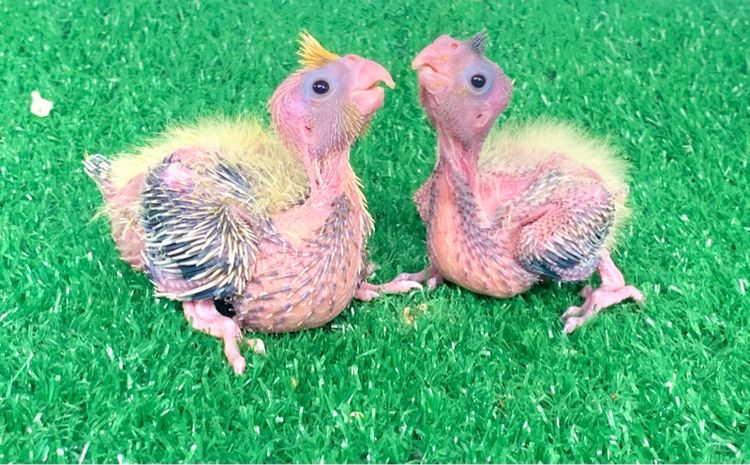 นกแก้ว กรีนชิค รูปที่ 7