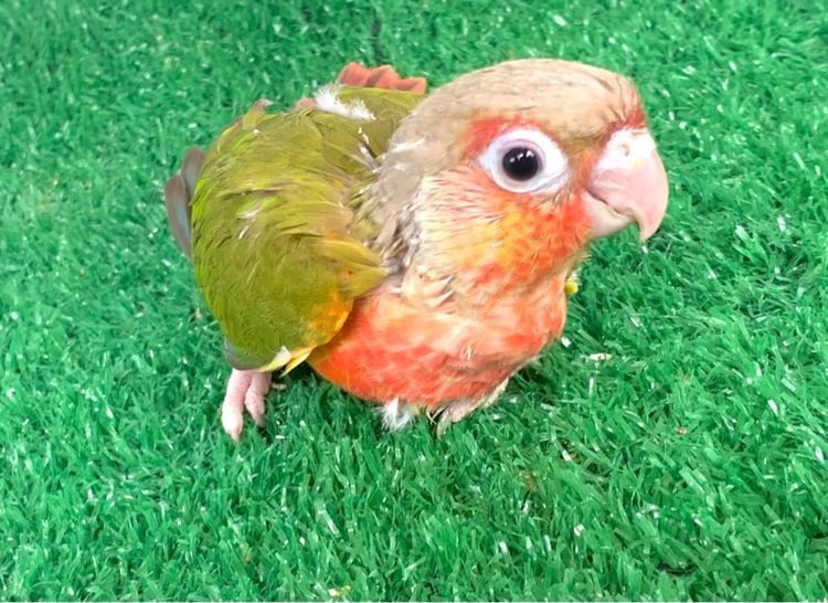 กรีนชีค นกแก้ว กรีนชิค