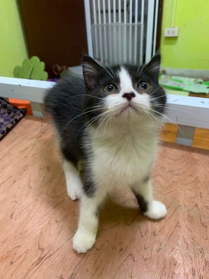 แมวเลี้ยงน่ารักขี้อ้อน สีขาวดำ รูปที่ 2