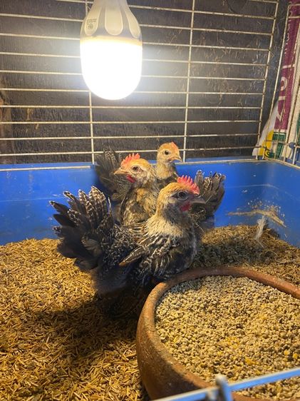 ไก่แจ้ รูปที่ 2