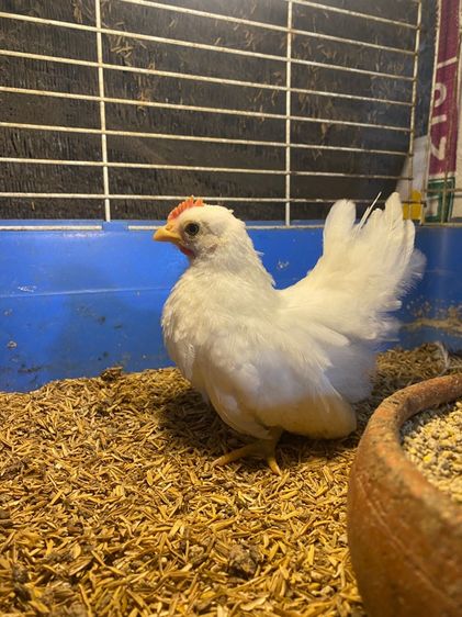 ไก่แจ้ รูปที่ 3