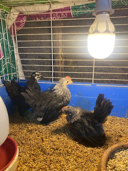 ไก่แจ้ รูปที่ 4