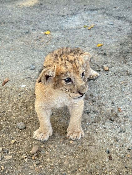 ลูกสิงโตน้ำตาล รูปที่ 3