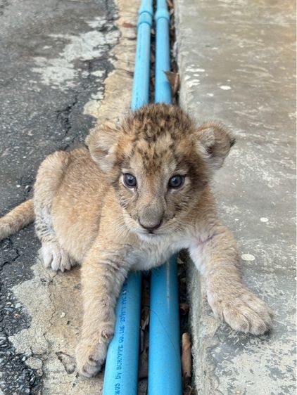 ลูกสิงโตน้ำตาล รูปที่ 6