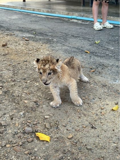 ลูกสิงโตน้ำตาล รูปที่ 4