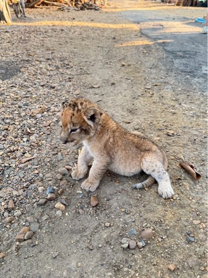 ลูกสิงโตน้ำตาล รูปที่ 2