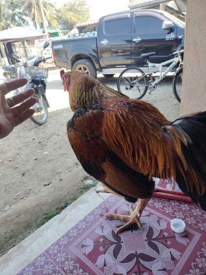 ไก่ชน รูปที่ 4