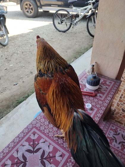 ไก่ชน รูปที่ 2