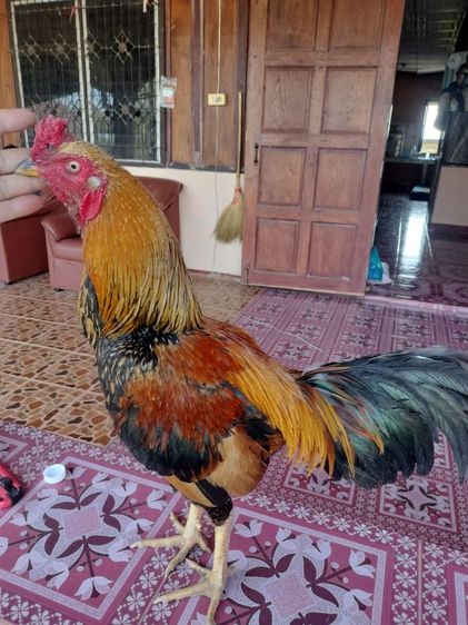 ไก่ชน รูปที่ 3