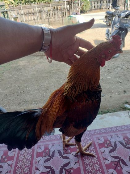 ไก่ชน รูปที่ 5