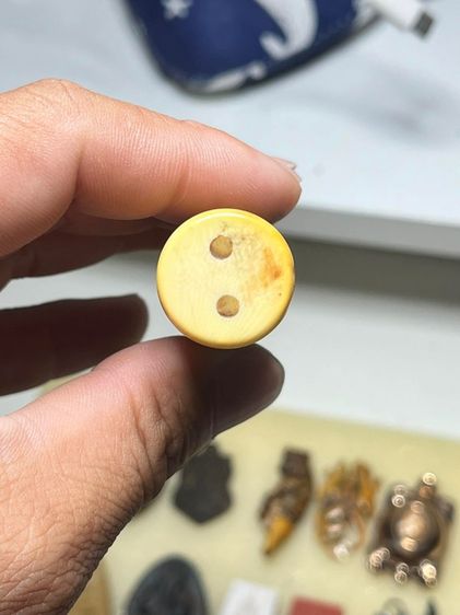 ปลัดขิกหัวชะมด รูปที่ 5