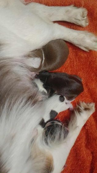 ชิวาว่ามินิจิ๋ว รูปที่ 3