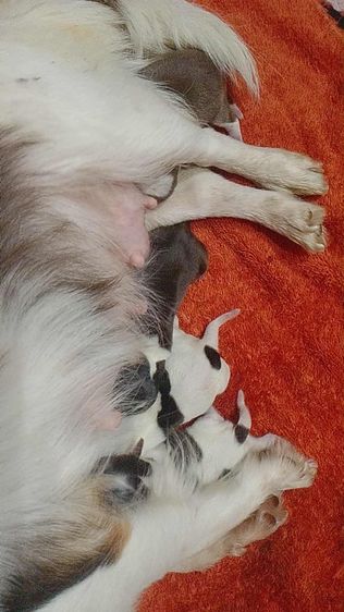 ชิวาว่ามินิจิ๋ว รูปที่ 4