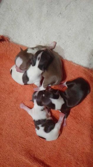 ชิวาวา (Chihuahua) เล็ก ชิวาว่ามินิจิ๋ว