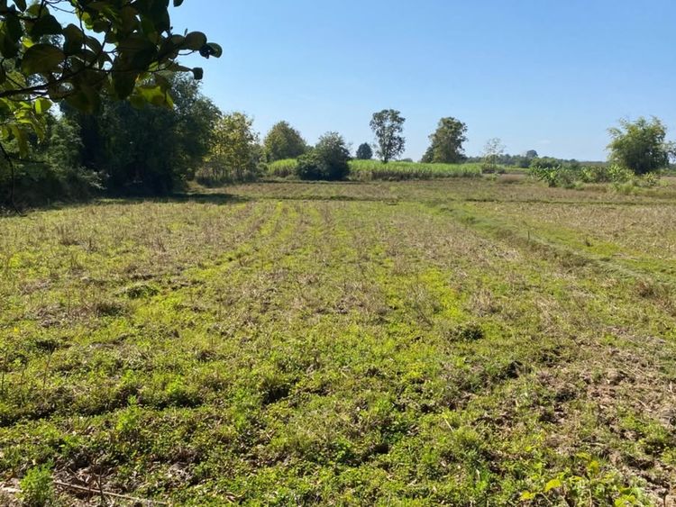 ขายที่นา 9ไร่ 1งาน กุมภวาปี อุดร โฉนดครุฑแดง (น.ส.4) ไม่ติดพันธะสัญญาใดๆทั้งสิ้น รูปที่ 4