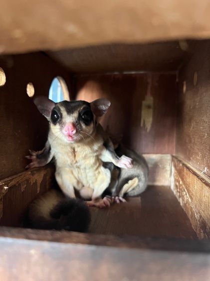 พ่อแม่พันธุ์ชูก้าร์ รูปที่ 3