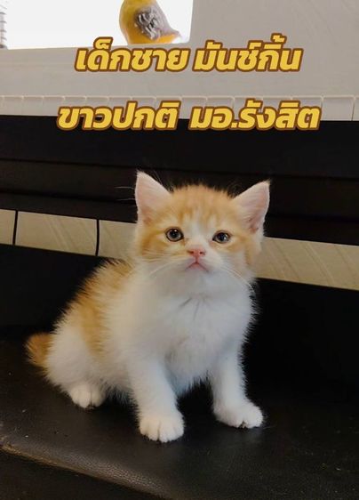 เด็กชาย มันช์กิ้น  ขาปกติ 