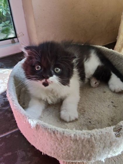 เด็กชาย สก็อตติช โฟล์ค  รูปที่ 5