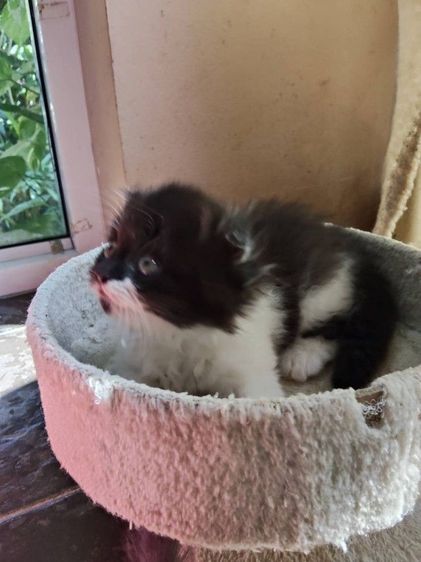 เด็กชาย สก็อตติช โฟล์ค  รูปที่ 4