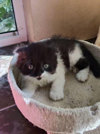 เด็กชาย สก็อตติช โฟล์ค  รูปที่ 8