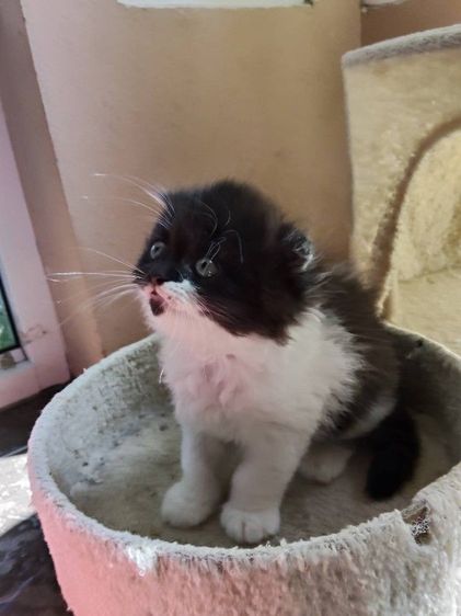 เด็กชาย สก็อตติช โฟล์ค  รูปที่ 2