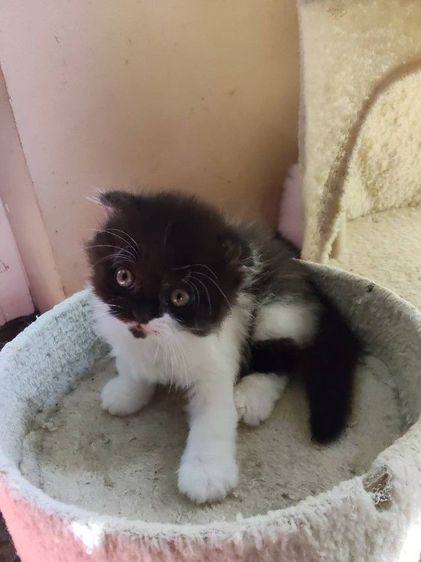 เด็กชาย สก็อตติช โฟล์ค  รูปที่ 3