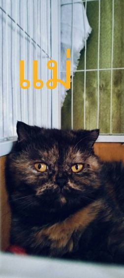 เด็กชาย สก็อตติช โฟล์ค  รูปที่ 6