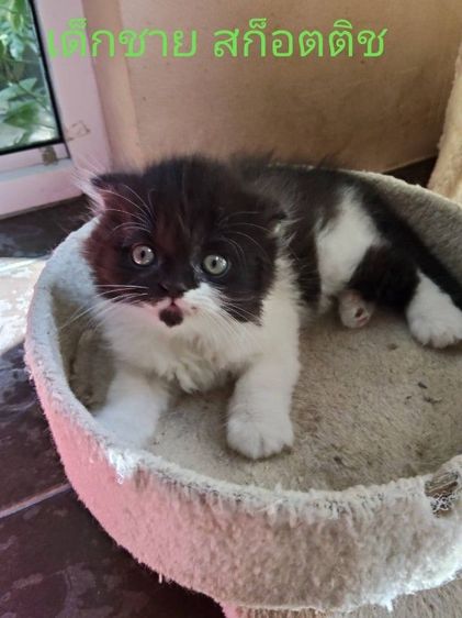 เด็กชาย สก็อตติช โฟล์ค 