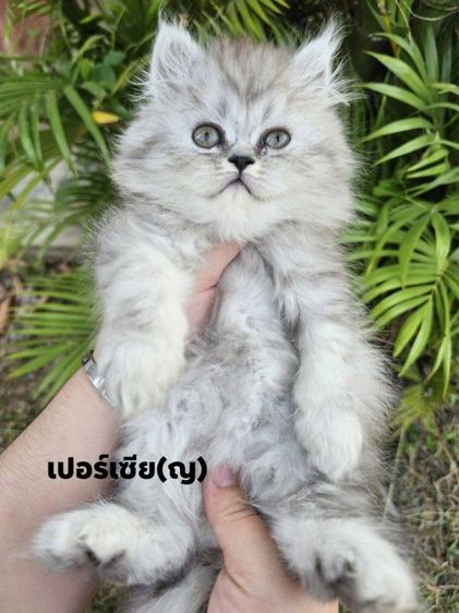 เปอร์เซียแท้ สก็อตติชแท้