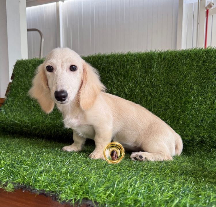 ดัชชุน ขนยาว สีครีม รูปที่ 2