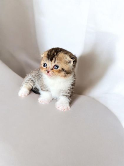 มันช์กิ้น (Munchkin) แมวมัชกิ้น